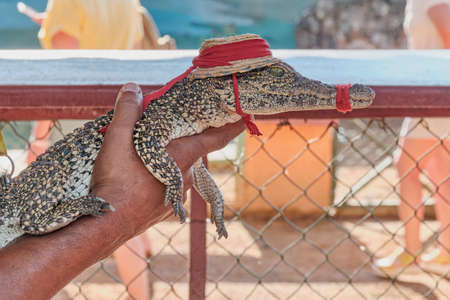 Baby crocodile in profile with bandaged mouth, in hat, in mans hand . Close-up.の写真素材