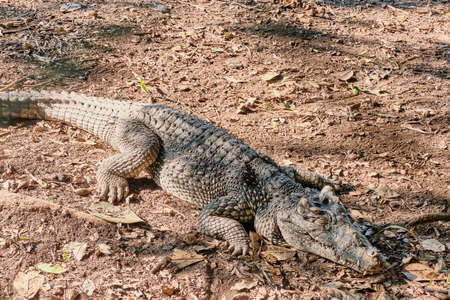 Crocodile sleeping on ground in Zapata peninsula nature park, Cuba.の写真素材