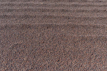 Coffee berry drying in courtyard under hot sun. Top view.の写真素材