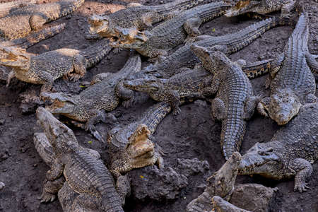 Many frightening crocodiles lying on ground and on top of each other, some with open mouths.の写真素材