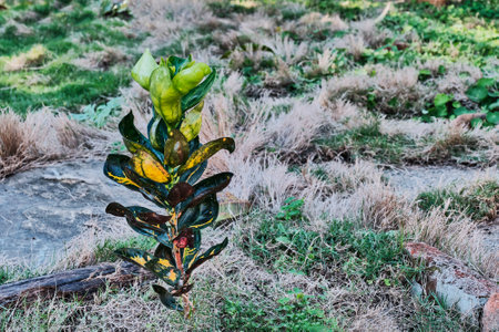 A plant croton or codiaeum in tropical gardenの写真素材