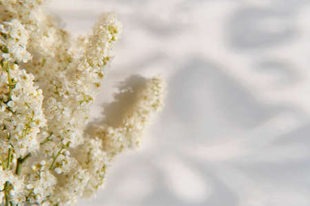 Close-up of twig of blooming lush white astilbe over an abstract background.の写真素材