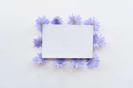 Greeting mockup scene. Blank paper postcard, heads of chicory flowers around perimeter.の写真素材