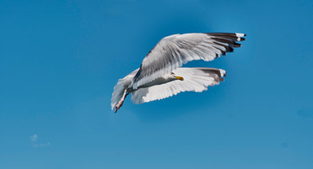 Portrait of Baikal gull flying in blue sky.の写真素材