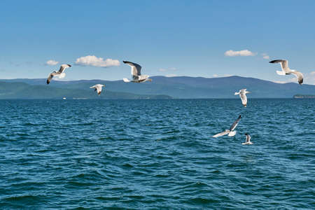 Baikal gulls flying over water. Chivyrkuisky Bay of lake Baikal, Russia.の写真素材