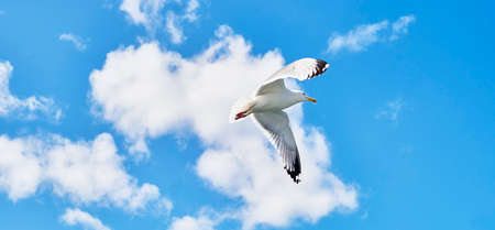 Portrait of Baikal gull flying in blue cloudy sky.の写真素材