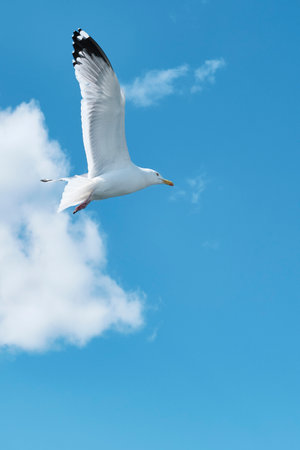 Portrait of Baikal gull flying in blue cloudy sky.の写真素材