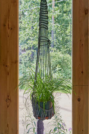 Potted plant chlorophytum. Indoor flower in rope planter, woven in the macrame technique.の写真素材
