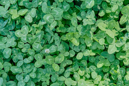 Texture of wild clover leaves as summer nature background.の写真素材