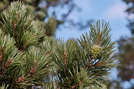 Pine branches, young cone on blue sky background.の写真素材