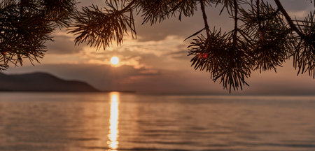 Silhouettes of pine branches on blurred sunset on lakeの写真素材