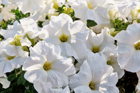 Delicate white colored petunia flowers in sunlightの写真素材