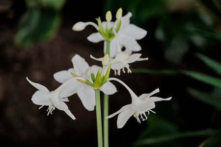 White flowers of Eucharis, Amazonian lily, on dark background.の写真素材