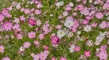 Cosmea, Cosmos blooming in meadow with magenta and white flowers.の写真素材