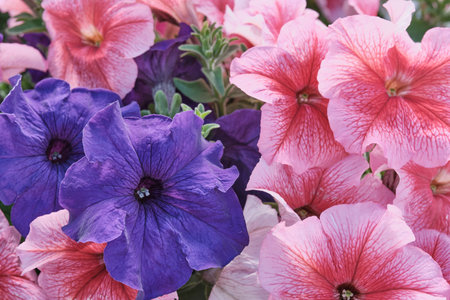 Close-up bright magenta and violet colored petunia flowersの写真素材