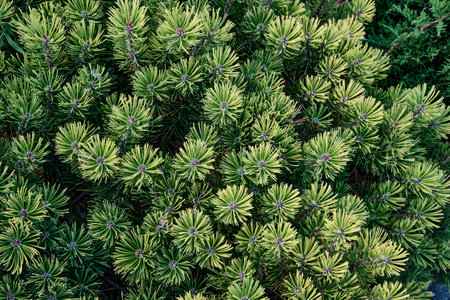 Coniferous branches of green pine. Top view.