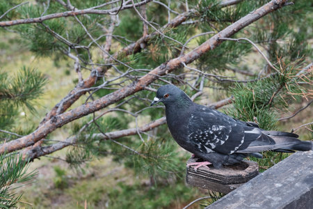 A cute pensive lone gray dove sitting on a wooden feeder against the background of pine branches.の写真素材