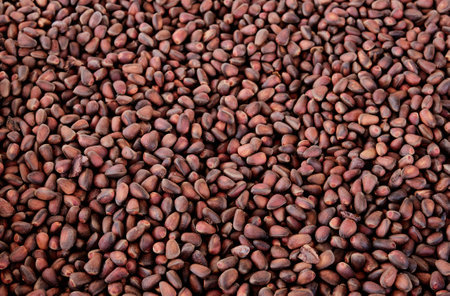 Ripe fresh brown pine nuts in the shellの写真素材