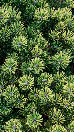Coniferous branches of mountain pine. Top view.