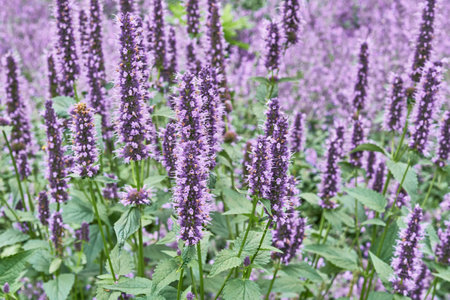 Decorative flowering plant in landscape design. Anise hyssop, aniseed lofant.の写真素材