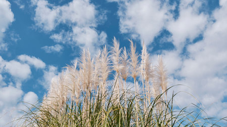 Pampas grassの写真素材