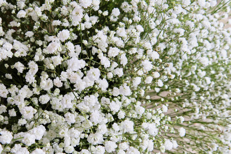 Tender white gypsophila flowers as floral spring background. top view.の写真素材