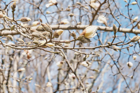 Blooming buds of white magnolia flowers on branches against blue sky as natural spring background.の写真素材