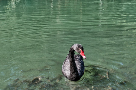 Black swan swimming on a lakeの写真素材