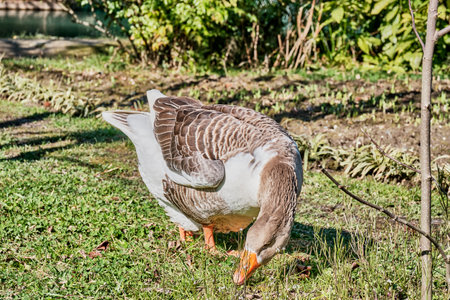 Goose pinching grass on meadowの写真素材