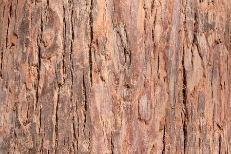 Texture of old cypress barkの写真素材