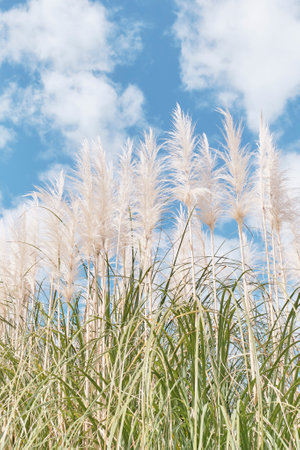 Pampas grass on background of bright cloudy sky. nature landscapeの写真素材