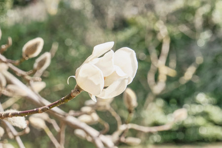 Close-up white magnolia flower on branch against blurred green background. natural spring background.の写真素材