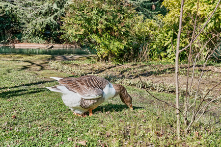 Brown goose walking on meadow near pond and pinching grassの写真素材