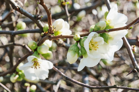 Close up of white blooming quince flowers and buds. Spring floral background. Quince Chaenomelesの写真素材