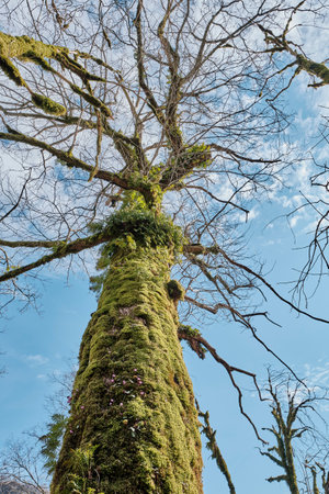 Georgian rock oak on springtime. Rises to 1800, loves steep mountain slopes. Relic tree. Covered with moss, flowers, plants. Quercus petraea ibericaの写真素材
