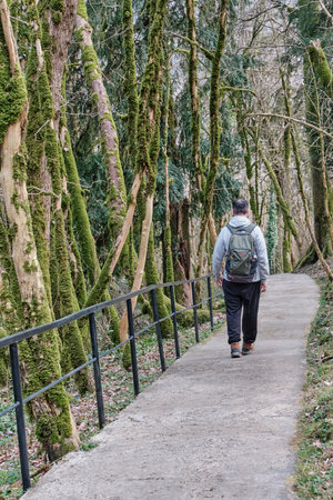 Senior active man with backpack walking along a tourist trail in a relic forest. Full length back view. Yew-boxwood grove, Caucasian Nature Reserve, Russia.の写真素材