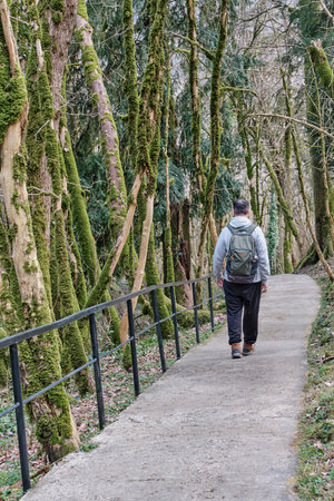 Senior active man with backpack walking along a tourist trail in a relic forest. Full length back view. Yew-boxwood grove, Caucasian Nature Reserve, Russia.の素材 [FY310200481863]