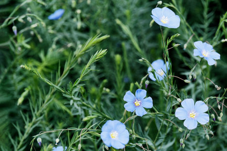 Colorful natural summer background for web stories, wallpaper. Blue gentle flax flowers with dew drops on flower bed. Decorative flax in decor of garden plot ,urban park.Copy space.Linum Usitatissimumの写真素材