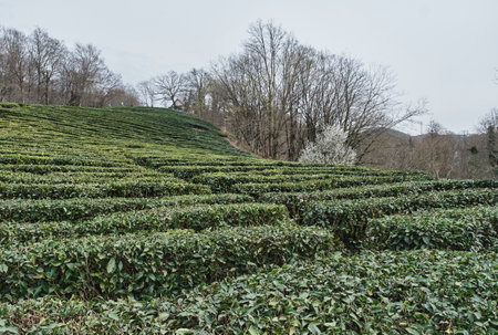 Tea plantation Matsesta on valley in Caucasus mountains, Sochi, Russia. Natural landscape in cloudy weather in early spring. Matsestinsky tea is the northernmost tea in the world.の写真素材