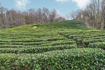Rows of tea plantation Matsesta on slope in Caucasus mountains, Sochi, Russia. Natural landscape in early spring. Matsestinsky tea is the northernmost tea in the world.の写真素材