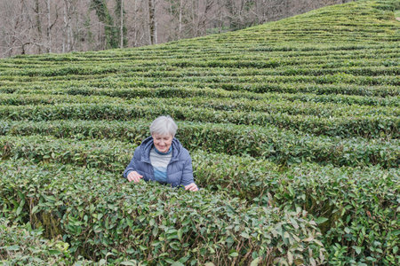 Smiling senior caucasian woman with gray hair on tea plantation in early spring looking at tea bush. Travel outdoors, active seniors conceptの写真素材