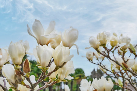 Blooming white magnolia flowersの写真素材