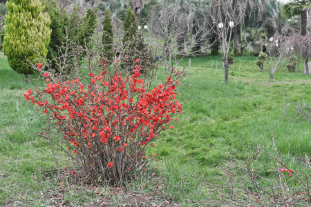 Red flowers blooming on Japanese quince bushの写真素材