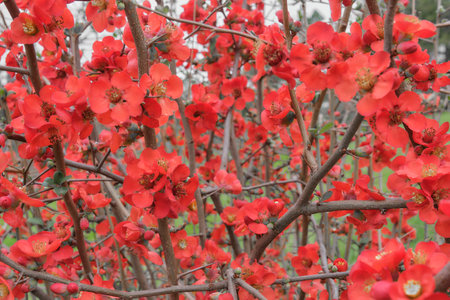 Bright red blooming flowers of Japanese quinceの写真素材