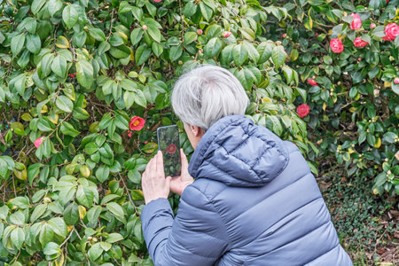 Senior woman taking pictures camellia japonica flower on phone.の写真素材