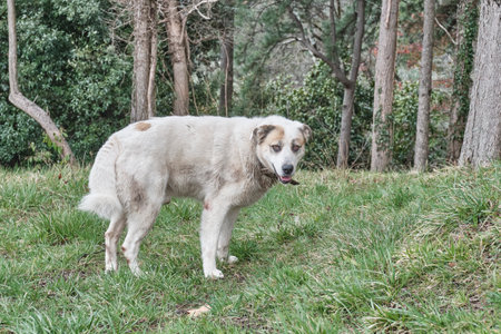 Portrait of elderly white mongrel dog in collar looking at camera, standing in city parkの写真素材