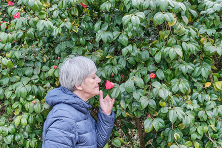 Senior woman with gray hair sniffing camellia japonica flower blooming in park. Natural locations, elderly people conceptの写真素材