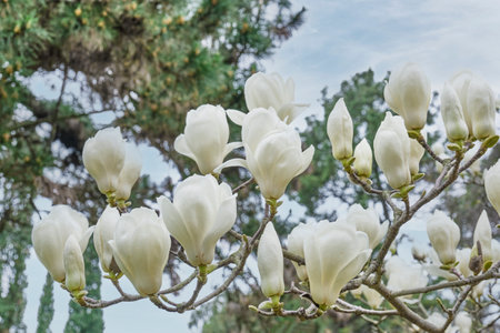 Blooming white magnolia flowers on brunchの写真素材