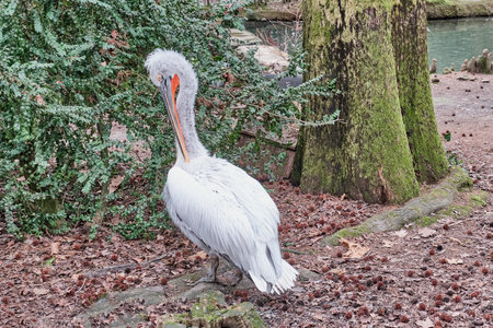 Dalmatian pelican or curly pelican cleaning with beak its feathers.の写真素材