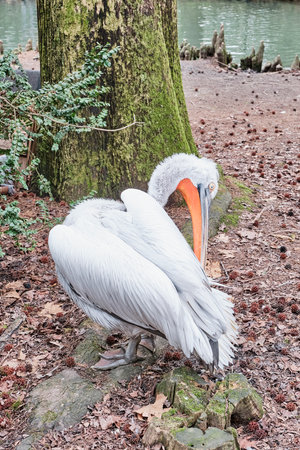 Dalmatian pelican cleaning with beak its feathers.の写真素材